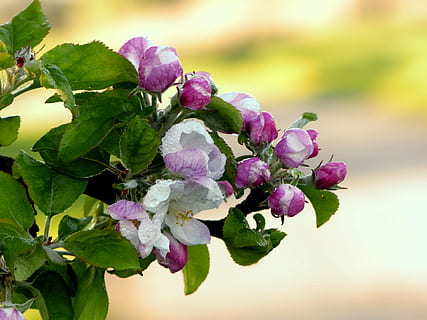 rosa-weiße Baumblüten, Natur, Baum, Apfelbaum, Malus, Apfelblüte, rosa weiß, nass, Frühling, Obstanbaugebiet, Norddeutschland, Blume, Schönheit in der Natur, Pflanze, blühende Pflanze, Frische, Nahansicht, Verletzlichkeit, Wachstum, pinke Farbe, Zerbrechlichkeit, Blütenblatt, Blütenstand, Fokus auf den Vordergrund, Blütenkopf, Blatt, Pflanzenteil, lila, keine Leute, Tag, draußen, Weichheit, Blumenstrauß, 4K, CC0, gemeinfrei, lizenzfrei