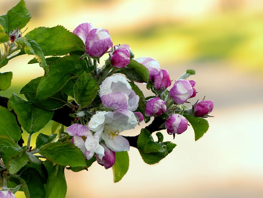 rosa-weiße Baumblüten, Natur, Baum, Apfelbaum, Malus, Apfelblüte, rosa weiß, nass, Frühling, Obstanbaugebiet, Norddeutschland, Blume, Schönheit in der Natur, Pflanze, blühende Pflanze, Frische, Nahansicht, Verletzlichkeit, Wachstum, pinke Farbe, Zerbrechlichkeit, Blütenblatt, Blütenstand, Fokus auf den Vordergrund, Blütenkopf, Blatt, Pflanzenteil, lila, keine Leute, Tag, draußen, Weichheit, Blumenstrauß, 4K