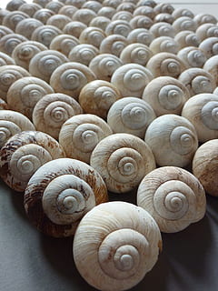 hlemýždi, armáda, spirála, červ, Dům, nějaký, divadlo, zahrada, hlemýžď, invaze, zvířat, vzor, Příroda, nikdo, shell, detail, zvíře, zvířecí shell, měkkýš, velká skupina objektů, krása v přírodě, přírodní vzor, bezobratlý, den, vír, plži, uspořádání, 2K, CC0, veřejná doména, bez autorských práv