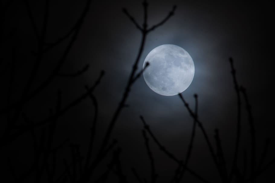 branques, ple, lluna, supermoon, llum de la lluna, cel, nit, naturalesa, llum, fosc, lunar, espai, astronomia, dramàtica, negre, escènic, esfera, astrologia, lluna plena, arbre, branca, planta, tranquil·litat, escenics - natura, fantasmal, cap gent, a l'aire lliure, misteri, cercle, silueta, Lluna planetària, 4K