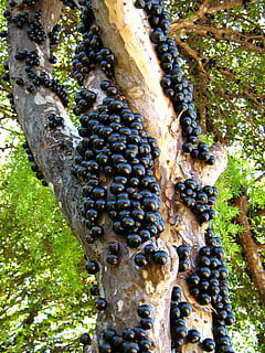 Jabuticaba, Obstbaum, Baumstamm, Natur, Obst, Baum, Kofferraum, Hinterhof, Pflanzen, draußen, keine Leute, Tag, Pflanze, Wachstum, Nahansicht, Schönheit in der Natur, Tierthemen, Tiere in freier Wildbahn, Ast, Tierwelt, Flachwinkelansicht, Wald, Tier, Land, wirbellos, Muster, 1080P, CC0, gemeinfrei, lizenzfrei