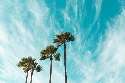tre, verde, alberi di foglie, cirri, vista occhio di vermi, palme, chiaro, blu, cielo, nube, albero, Palma, clima tropicale, Inquadratura dal basso, nuvola - cielo, pianta, natura, bellezza nella natura, crescita, tronco d'albero, tronco, nessuno, alto - alto, giorno, all'aperto, la tranquillità, vento, palma da cocco, albero tropicale, foglia di palma, color turchese, 5K, CC0, dominio pubblico, privo di copyright
