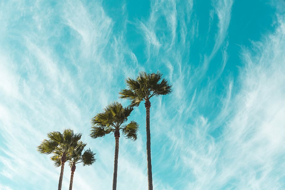 tre, verde, alberi di foglie, cirri, vista occhio di vermi, palme, chiaro, blu, cielo, nube, albero, Palma, clima tropicale, Inquadratura dal basso, nuvola - cielo, pianta, natura, bellezza nella natura, crescita, tronco d'albero, tronco, nessuno, alto - alto, giorno, all'aperto, la tranquillità, vento, palma da cocco, albero tropicale, foglia di palma, color turchese, 5K