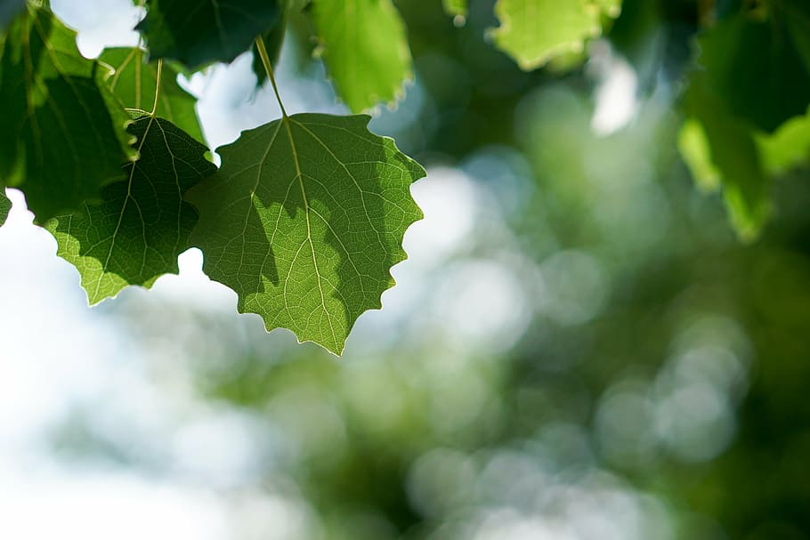 selektiv, fokus foto, grøn, palmatblad, blade, træ, lys, Skov, natur, æstetisk, vener, ud, forår, flor, afdeling, lichen, plante, blad, grøn farve, sommer, miljø, sollys, friskhed, baggrunde, sæson, plante del, vækst, tæt på, dag, skønhed i naturen, udendørs, fokus på forgrunden, kopiere plads, ingen mennesker, landbrug, mad og drikke, scenics - natur, 5K