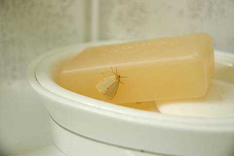 sabun, güve, böcek, banyo sabunu, banyo, temiz, sabunluk, kapatmak, içeriye, insansız, hayvan temaları, omurgasız, hayvan, Sarı, tazelik, bir hayvan, seçici odak, hayvan yaban hayatı, ön plana odaklanmak, konteyner, yiyecek ve içecek, sağlıklı beslenme, Gıda, kırılganlık, vahşi hayvanlar, 2K, CC0, kamu malı, telif ücretsiz