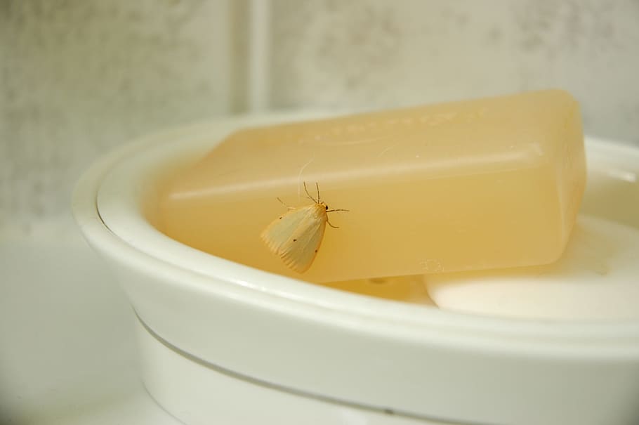 sapone, falena, insetto, bagnoschiuma, bagno, pulito, portasapone, avvicinamento, in casa, nessuno, temi animali, invertebrato, animale, giallo, freschezza, un animale, messa a fuoco selettiva, fauna selvatica, concentrarsi sulle conoscenze acquisite, contenitore, cibo e bevande, mangiare sano, cibo, fragilità, animali allo stato selvatico, 2K