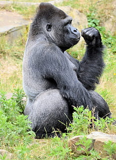 gorilla, abe, primat, dyr, dyreliv, vild, zoologi, pattedyr, arter, ødemark, miljø, udendørs, natur, dyr i naturen, plante, sidder, græs, dag, ingen mennesker, gruppe af dyr, hvirveldyr, sort farve, sidebillede, dyre familie, 1080P, CC0, offentligt domæne, royaltyfrie