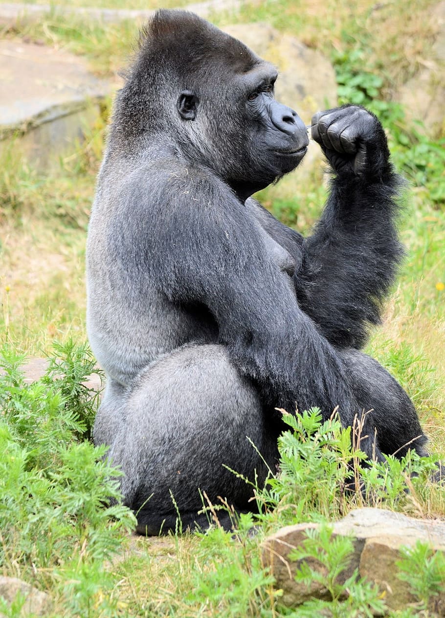 gorilla, abe, primat, dyr, dyreliv, vild, zoologi, pattedyr, arter, ødemark, miljø, udendørs, natur, dyr i naturen, plante, sidder, græs, dag, ingen mennesker, gruppe af dyr, hvirveldyr, sort farve, sidebillede, dyre familie, 1080P