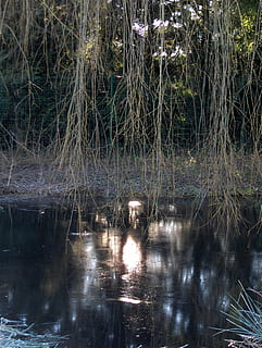 vinter, lys, refleksioner, hoppe, vinter, lysreflektioner, natur, træ, vand, Skov, udendørs, afspejling, sø, flod, landskab, rolig scene, scenics, ingen mennesker, plante, ro, dag, havnefronten, vækst, skønhed i naturen, scenics - natur, ikke-urbane scene, græs, jord, flyder på vandet, sump, 2K, CC0, offentligt domæne, royaltyfrie