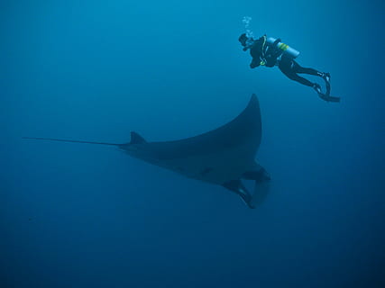 photo, man, wearing, diving, suit, underwater, sting ray, diving suit, manta, rays, deep, wet, water, ocean, sea, divers, scuba divers, blow, bubble, undersea, scuba diving, swimming, one person, full length, animal themes, animals in the wild, sea life, aquatic sport, sport, animal, marine, adventure, animal wildlife, fish, nature, vertebrate, one animal, outdoors, underwater diving, 2K, CC0, public domain, royalty free