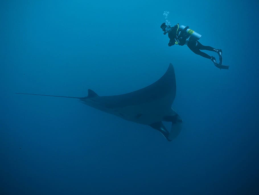 foto, home, portar, busseig, vestit, sota l'aigua, raig de picada, vestit de busseig, manta, raigs, profund, humit, aigua, oceà, mar, bussejadors, cop, bombolla, submarí, submarinisme, nedar, una persona, longitud completa, temes d'animals, animals a la natura, la vida marina, esport aquàtic, esport, animal, marí, aventura, fauna animal, peix, naturalesa, vertebrats, un animal, a l'aire lliure, busseig submarí, 2K