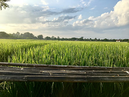 kornmark, rismarker, felt, vole, Mark, vole, landbrug, grøn farve, afgrøde, landlige scene, korn plante, plante, vækst, jord, sky - himmel, landskab, himmel, skønhed i naturen, scenics - natur, miljø, gård, natur, rolig scene, ro, græs, ingen mennesker, udendørs, plantage, 4K, CC0, offentligt domæne, royaltyfrie