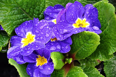 primula, primavera, fiore, fiore primaverile, blu, viola, foglia, bellezza nella natura, natura, freschezza, pianta fiorita, pianta, far cadere, vulnerabilità, fragilità, crescita, petalo, acqua, avvicinamento, bagnato, infiorescenza, testa di fiore, parte vegetale, nessuno, rugiada, pioggia, goccia di pioggia, morbidezza, purezza, 4K, CC0, dominio pubblico, privo di copyright