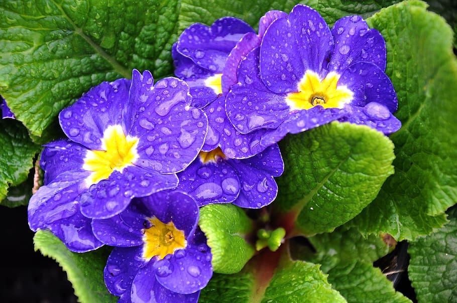 primula, primavera, fiore, fiore primaverile, blu, viola, foglia, bellezza nella natura, natura, freschezza, pianta fiorita, pianta, far cadere, vulnerabilità, fragilità, crescita, petalo, acqua, avvicinamento, bagnato, infiorescenza, testa di fiore, parte vegetale, nessuno, rugiada, pioggia, goccia di pioggia, morbidezza, purezza, 4K