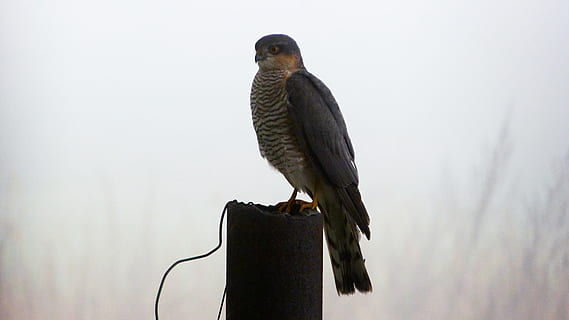 buzzard, miškas, paukštis, plėšrūnas, rūkas, laukiniai, sėdi, gyvūnų temos, gyvūnas, stuburiniai, gyvūnams, gyvūnų gyvūnija, perching, vienas gyvūnas, plėšrusis paukštis, nėra žmonių, pobūdį, dieną, lauke, sutelkti dėmesį į naujas žinias, galinis vaizdas, filialas, augalų, žemas kampo vaizdas, medis, šonkaulis - paukštis, 4K, CC0, Viešasis domenas, nemokamai