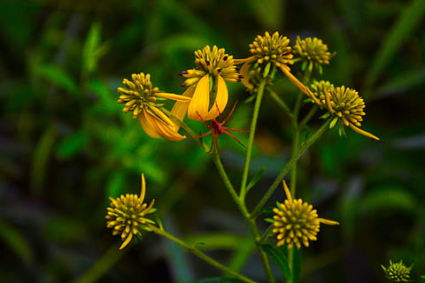 natur, edderkopp, blomst, blomstrende plante, anlegg, friskhet, skjønnhet i naturen, nærbilde, gul, ingen folk, vekst, grønn farge, skjørhet, mat og Drikke, mat, fokusere på forgrunnen, medisin, utendørs, dag, botanikk, sårbarhet, blomsterhodet, 4K, CC0, offentlig domene, opphavsrett gratis
