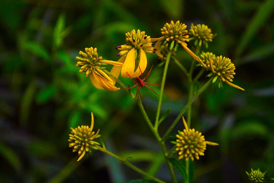 natura, ragno, fiore, pianta fiorita, pianta, freschezza, bellezza nella natura, avvicinamento, giallo, nessuno, crescita, colore verde, fragilità, cibo e bevande, cibo, concentrarsi sulle conoscenze acquisite, medicina, all'aperto, giorno, botanica, vulnerabilità, testa di fiore, 4K