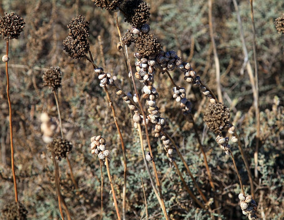 skaller, Halme, snegl shell, snegle, snegle skaller, tæt, natur, dag, udendørs, ingen mennesker, bi, tæt på, plante, blomst, fokus på forgrunden, vækst, blomstrende plante, skønhed i naturen, træ, friskhed, jord, selektiv fokusering, tør, mad og drikke, skrøbelighed, Brun, sårbarhed, død plante, blomsterhoved, visnet plante, 2K