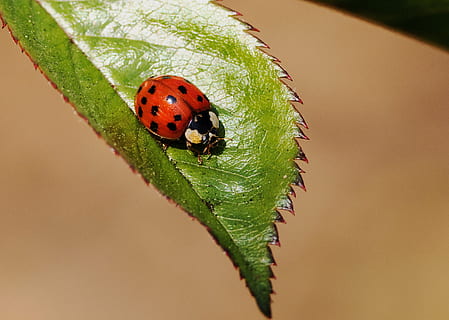 uğur böceği, böcek, doğa, makro, Uğur, bahar, şanslı uğur böceği, Coccinellidae, Yaprak, makas, bir hayvan, vahşi hayvanlar, hayvan temaları, kapatmak, hayvan yaban hayatı, insansız, açık havada, omurgasız, hayvan, bitki bölümü, kırmızı, benekli, bitki, yeşil renk, emekleme, küçük, 4K, CC0, kamu malı, telif ücretsiz