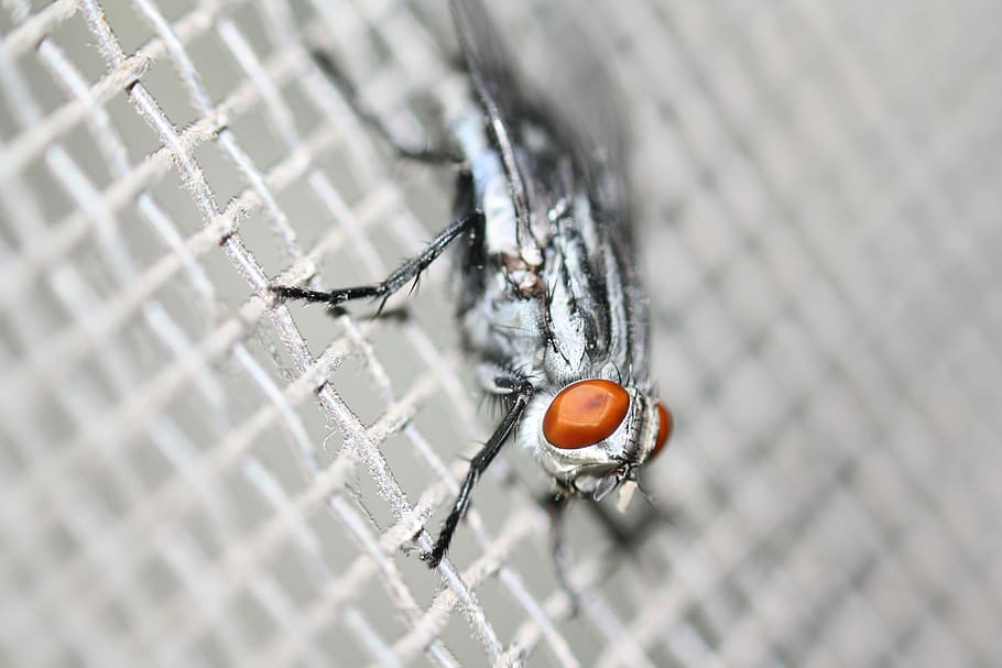 volar, macro, insecte, plaga, ull, marc complet, un animal, cap gent, primer pla, atrapat, temes d'animals, animal, fauna animal, invertebrat, metall, aranya, dia, tanca, naturalesa, patró, animals a la natura, aràcnids, enfocament selectiu, artròpode, barrera, a l'aire lliure, 4K