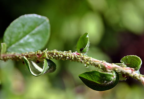 foglia, afide, afidi, peste, ramo, giardino, natura, pianta, pidocchi, pidocchio, verde, insetto, animale, flora, vicino, Aphidoidea, pidocchio vegetale, distruggere, distruzione, parassiti agricoli, giardinieri, colore verde, avvicinamento, parte vegetale, crescita, concentrarsi sulle conoscenze acquisite, nessuno, bellezza nella natura, fiore, giorno, freschezza, pianta fiorita, fauna selvatica, all'aperto, messa a fuoco selettiva, fragilità, germoglio, 2K, CC0, dominio pubblico, privo di copyright