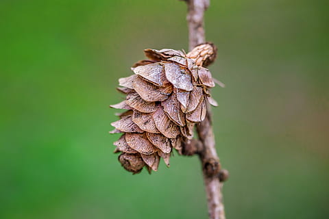 conuri de pin, macro, natură, copac, Atingeți, tannenzweig, închide, ace, lemn, verde, pădure, plantă, frumos, con de brad, a închide, ramură, maro, sezon, conifer, frunze, să se concentreze asupra primelor elemente, nici o persoana, zi, uscat, frumusețe în natură, selectiv, în aer liber, Culoarea verde, creştere, plante uscate, model, planta moartă, fragilitate, vulnerabilitate, planta înțepenită, Brad, starea naturala, 5K, CC0, domeniu public, fără drepturi de autor