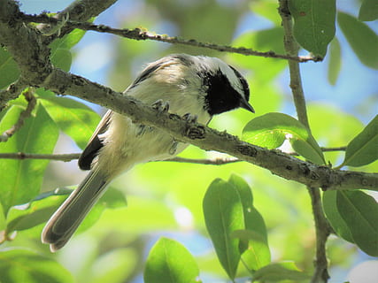 bird, tiny, chickadee, wildlife, tree, animals in the wild, animal wildlife, animal, animal themes, vertebrate, one animal, branch, plant, perching, plant part, green color, nature, no people, leaf, day, focus on foreground, growth, low angle view, outdoors, 4K, CC0, public domain, royalty free