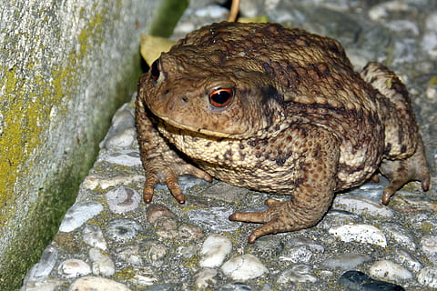 φρύνος, κοινός φρύνος, κονδυλωμάτων, bufo bufo, ζώο, αμφίβιο, φύση, άγρια ​​ζωή, βάτραχος, ζωικά θέματα, ένα ζώο, άγριας ζωής των ζώων, ζώα στη φύση, ροκ - αντικείμενο, βράχος, στερεός, σπονδυλωτό, χωρίς κόσμο, ημέρα, γκρο πλαν, εστίαση σε νέα στοιχεία, έρπων, σαύρα, σε εξωτερικό χώρο, υψηλή γωνία θέασης, κεφάλι ζώων, 4K, CC0, δημόσιος τομέαςα, χωρίς δικαιώματαe