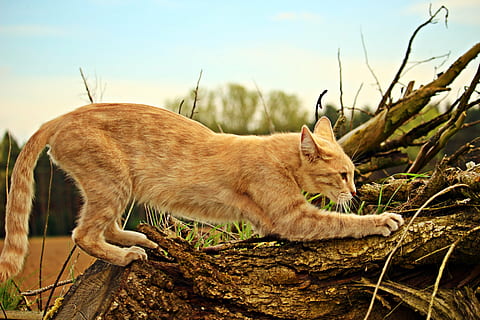 oranje, gestreept, kat, bruin, logboek, blauw, hemel, dag, mieze, katje, krassen, klauwen verscherpen, tijger, tijger kat, makreel, dier, natuur, zoogdier, dieren in het wild, buitenshuis, schattig, huiskat, dierlijke thema's, één dier, huisdieren, geen mensen, gewerveld, katachtig, huiselijk, boom, fabriek, land-, ontspanning, focus op de voorgrond, zijaanzicht, snorhaar, profielweergave, rode kat, 5K, CC0, publiek domein, royaltyvrij