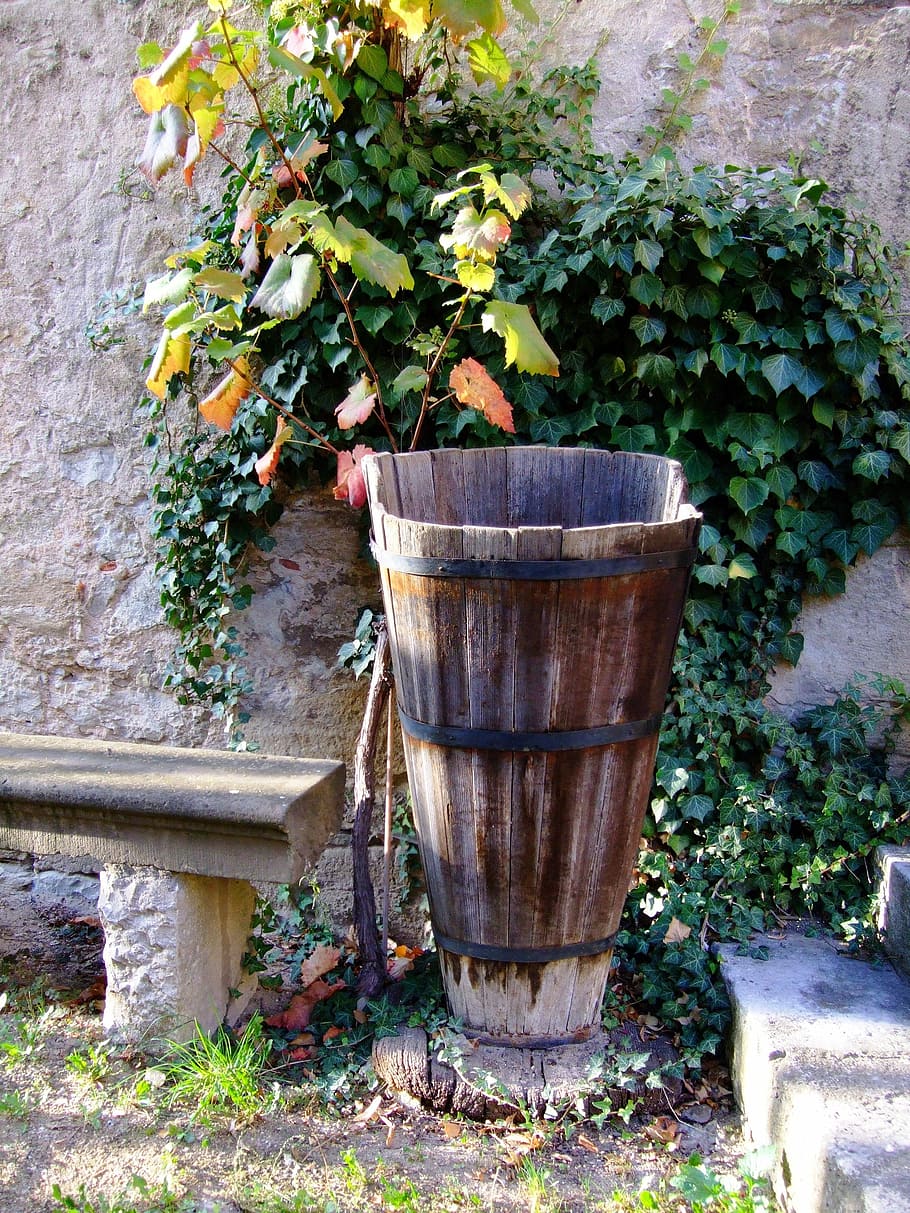 viticoltori, vino, coltivatori, base di tranquillità, dopo il lavoro, giorno, all'aperto, legno - materiale, cortile anteriore o posteriore, pianta, nessuno, crescita, natura, pianta in vaso, foglia, struttura costruita, parte vegetale, architettura, fiore, parete, colore verde, caratteristica della parete, pianta fiorita, contenitore, esterno dell'edificio, bellezza nella natura, vaso di fiori, 2K