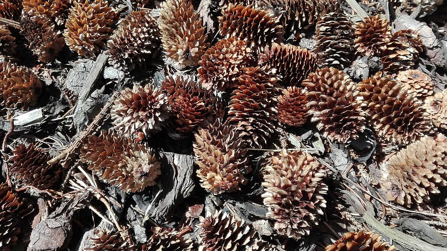 Natur, Wald, Zapfen, Frische, keine Leute, Vollbild, Wachstum, Tag, trocken, Hintergründe, Nahansicht, Pflanze, gesundes Essen, Essen und Trinken, kalte Temperatur, High Angle View, Wohlbefinden, Lebensmittel, Schönheit in der Natur, Obst, draußen, Winter, verwelkte Pflanze, 4K