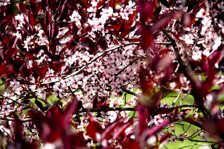 fulles, vermell, herba, flors, primavera, vermell, herba, pati, branques, full, naturalesa, deixa fons, caure, tardor, temporada, natural, color, fulles de tardor, fons vermell, colorit, maple, caiguda de fulles de fons, arbre, caiguda de fons, fresc, decoratiu, temporada de tardor, arbres caiguts, marró, flor, creixement, planta, planta amb flors, bellesa a la natura, branca, frescor, enfocament selectiu, fragilitat, dia, vista d’angle baix, vulnerabilitat, cap gent, primer pla, color rosa, a l'aire lliure, cirerer, flor de cirerer, 2K