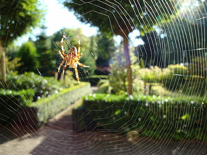 girar, web, naturalesa, teranyina, aranya, un animal, centrar-se en primer pla, atrapat, aràcnids, fragilitat, temes d'animals, invertebrat, animal, artròpode, animals a la natura, primer pla, insecte, vulnerabilitat, fauna animal, cap gent, dia, supervivència, cames d’animal, a l'aire lliure, complexitat, 2K, CC0, domini públic, lliure de regalies