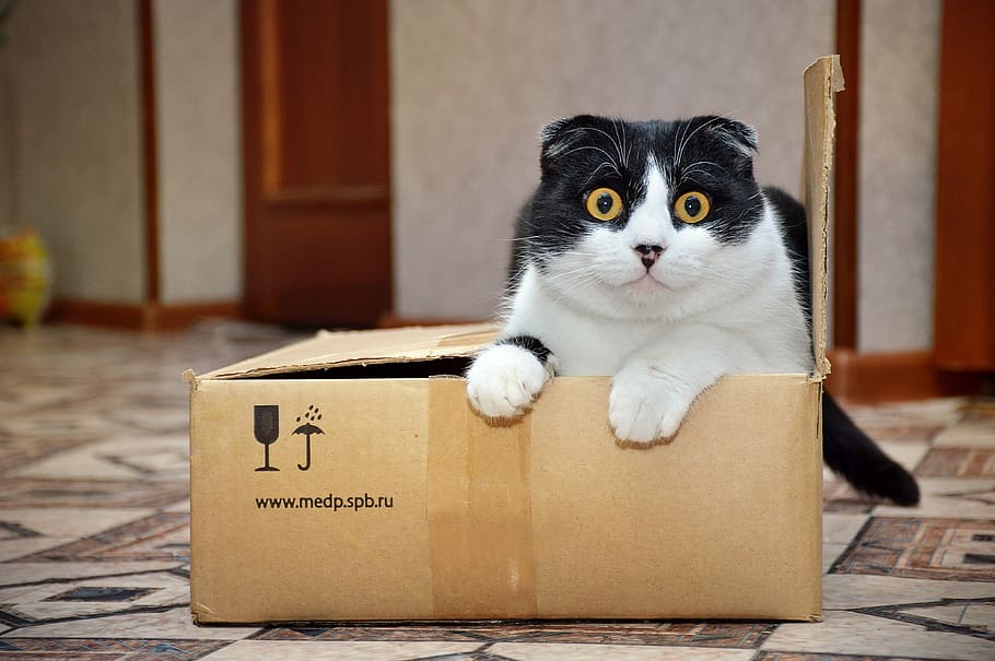 Katze, liegend, braun, Pappschachtel, Box, süß, Tier, Säugetier, Tierthemen, Karton, ein Tier, inländisch, Haustiere, Hauskatze, drinnen, Container, Porträt, Sitzung, Kasten - Behälter, Fokus auf den Vordergrund, katzenartig, keine Leute, Bodenbelag, Whisker, 4K
