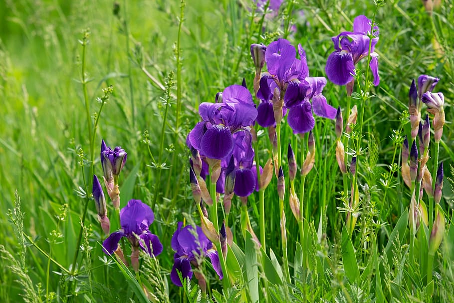 selectiu, foto del focus, porpra, flor petalada, verd, herba, iris, flor, florir, porpra fosc, iris pantà, planta, naturalesa, iridàcies, lliri, flora, flor silvestre, farbenpracht, flor de primavera, planta amb flors, bellesa a la natura, frescor, creixement, fragilitat, vulnerabilitat, color verd, camp, pètal, terra, primer pla, inflorescència, cap de flor, cap gent, dia, primavera, iris - planta, 4K