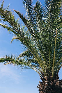 pohon palem hijau, hijau, musim panas, alam, langit, daun, Daun-daun, pohon, di luar rumah, tropis, pohon sagu, telapak tangan, biru, menanam, cabang, pohon palem, pohon cemara, warna hijau, pertanian, pertumbuhan, tampilan sudut rendah, hari, iklim tropis, tidak ada orang, keindahan di alam, pohon kurma, ketenangan, batang pohon, awan - langit, bagasi, daun palem, pohon tropis, pohon kelapa, 5K, CC0, domain publik, bebas royalti