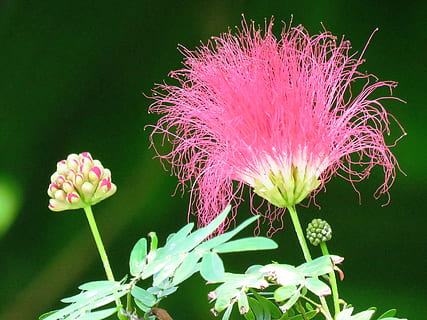 merapatkan, foto, berwarna merah muda, bunga sutra persia, persia, bunga sutra, makro, bunga, taman, warna merah jambu, tidak ada orang, kepala bunga, pertumbuhan, keindahan di alam, tanaman berbunga, menanam, kerentanan, kerapuhan, kesegaran, daun bunga, hal berkembang, alam, warna hijau, batang tanaman, botani, di luar rumah, hari, kelembutan, sepal, 4K, CC0, domain publik, bebas royalti