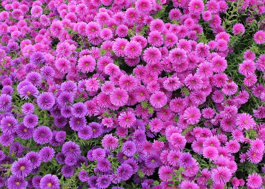 rosa, asters, florint, durant el dia, fons de pantalla, fons, pantalla, flors, pètal, pètals, plantes, les fulles, no una fulla, full, fulles, tovalloletes, aquest safari, aquesta gent, heus aquí, porpra, veure flors, flors morades, flor rosa, flors de color rosa, macro, makro, afegir, fora de focus, ressalta, temporada, assaonar-los, estacional, primavera, estiu, tardor, òxid, verd, resum, verdor, naturalesa, la naturalesa del, natural, escriptori, viatjar, jardí Botànic, arboretum, parc, planta amb flors, flor, color rosa, planta, bellesa a la natura, vulnerabilitat, fragilitat, creixement, marc complet, frescor, cap de flor, inflorescència, dia, primer pla, cap gent, camp, abundància, a l'aire lliure, llit de flors, jardineria, 4K