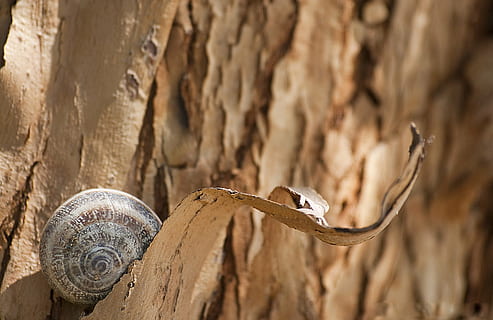 snegl, bark, træ, bagagerum, struktur, træbark tekstur, natur, træstamme, trunk træer, gul, træ - materiale, Brun, dyre temaer, dyreliv, dyr, krybdyr, dyr i naturen, et dyr, hvirveldyr, slange, ingen mennesker, firben, tæt på, tømmer, plante, udendørs, log, dag, giftig, 4K, CC0, offentligt domæne, royaltyfrie