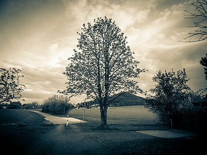 albero, cielo, paesaggio, corona, atmosfera crepuscolare, natura, nuvole, primavera, cielo coperto, pianta, nuvola - cielo, bellezza nella natura, nessuno, strada, la tranquillità, scenics - natura, mezzi di trasporto, scena tranquilla, giorno, ambiente, all'aperto, inverno, crescita, la strada davanti, 4K, CC0, dominio pubblico, privo di copyright
