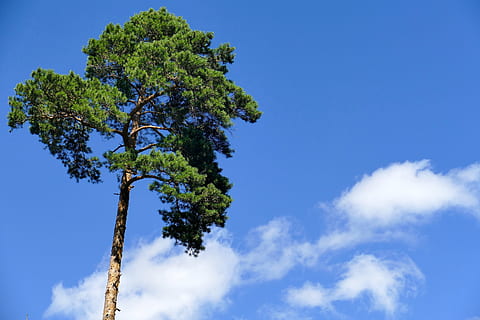 arbre, cel, núvols, naturalesa, descans, serenitat, blau, verd, paisatge, eco, grüne, perfecte, bonic, impressionant, fracassat, planta, vista d’angle baix, núvol - cel, cap gent, bellesa a la natura, dia, creixement, a l'aire lliure, tranquil·litat, color verd, llum solar, escenics - natura, branca, còpia espai, assolellat, 5K, CC0, domini públic, lliure de regalies