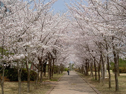 persona, passeggiate, parco, foderato, fioritura, ciliegia, fiorire, alberi, fiori di ciliegio, primavera, rosa, fioriture, fiore, stagione, petalo, fresco, natura, Corea del Sud, albero, fiore di ciliegio, testa di fiore, ramo, ciliegio, Giappone, pianta, bellezza nella natura, crescita, retrovisore, una persona, stili di vita, persone reali, fragilità, pianta fiorita, lunghezza intera, freschezza, a piedi, la strada davanti, giorno, sentiero, treelined, all'aperto, prospettiva decrescente, 1080P, CC0, dominio pubblico, privo di copyright
