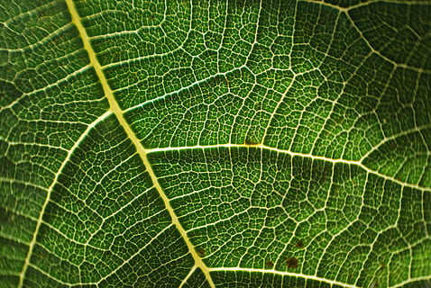 træ, blad, træer, grøn, natur, afdeling, grønne blade, plante, bagagerum, efterår, himmel, tørrede blade, landskaber, flod, Skov, liv, sollys, pil, sti, vand, sommer, Alpujarra, Pitres, tørt blad, figner, figen træ, landlige vej, grøn farve, plante del, bladvenen, tæt på, fuld ramme, baggrunde, ingen mennesker, skønhed i naturen, mønster, tekstureret, naturligt mønster, ekstrem nærbillede, makro, botanik, skrøbelighed, friskhed, sårbarhed, udendørs, tekstureret effekt, 4K, CC0, offentligt domæne, royaltyfrie