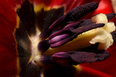 stami, macro, natura, nessuno, girato in studio, avvicinamento, giallo, in casa, mangiare sano, fiore, bellezza nella natura, pianta fiorita, freschezza, pianta, crescita, infiorescenza, testa di fiore, petalo, multicolore, viola, acqua, 4K, CC0, dominio pubblico, privo di copyright