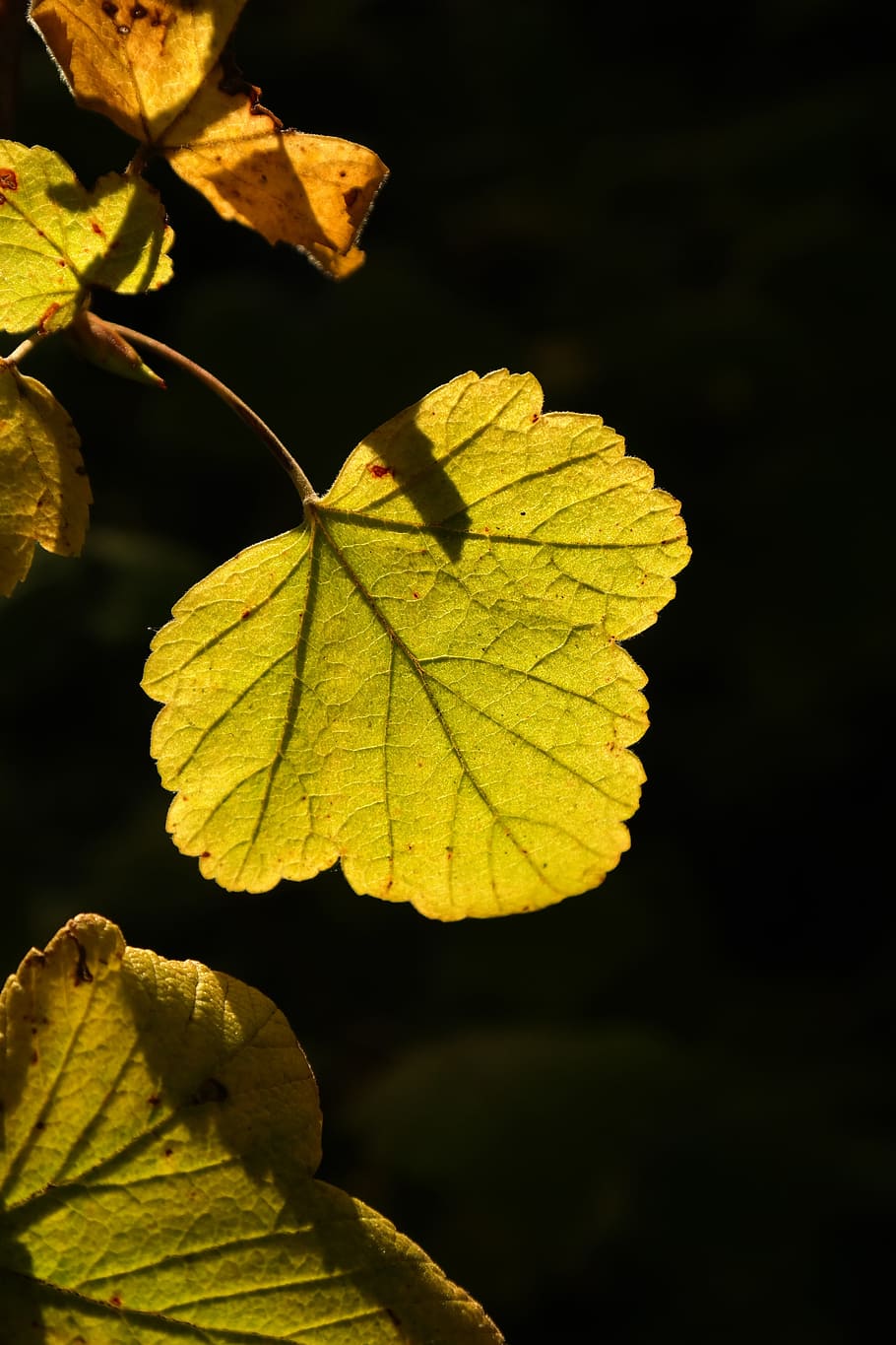 full, llum de fons, verd brillant, sol, brillant, verd, arbust, grosella, ribes, grosella de sang, ribes sanguineum, corpuscle, tardor, groc, primer pla, a l'aire lliure, cap gent, part de la planta, planta, bellesa a la natura, vena de la fulla, naturalesa, centrar-se en primer pla, fulles, canvi, creixement, vulnerabilitat, fragilitat, patró natural, dia, fulla d'auró, condició natural, 5K