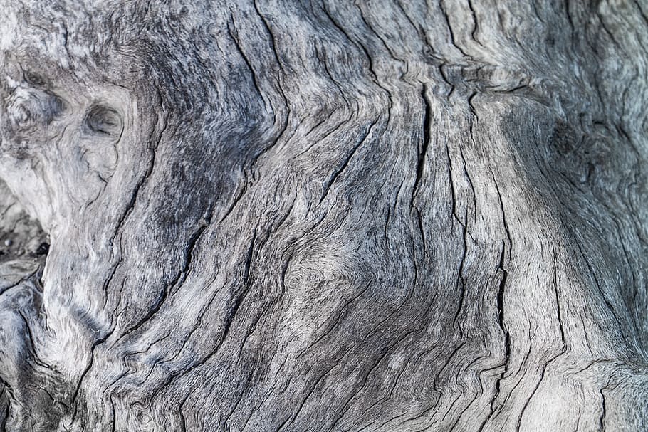Baumrinde, Baum, Borke, trocken, lam, Stoffe, Holz, texturiert, Hintergründe, Vollbild, keine Leute, Nahansicht, Muster, Rau, Kofferraum, Holz - Material, Baumstamm, natürliches Muster, Tag, Natur, Pflanzenrinde, draußen, grau, Struktureffekt, abstrakt, verwittert, abstrakte Hintergründe, Holzmaserung, 2K