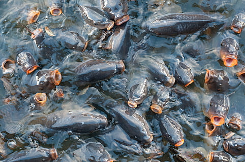 stime, malle, legeme, vand, fisk, karpe, mønster, struktur, Dam, sø, dyr, bunke af fisk, flod, gispende, monoton, baggrund, kulisse, svømning, tumbling, gentagelse, fiskeskole, natur, frisk, udendørs, miljø, sulten, fisk og skaldyr, mad, friskhed, stor gruppe dyr, dyre temaer, hvirveldyr, gruppe af dyr, dyreliv, dyr i naturen, ingen mennesker, fuld ramme, hav, hav liv, høj vinkel visning, dag, kold temperatur, marine, is, 4K, CC0, offentligt domæne, royaltyfrie