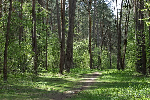 Bäume, grüner Wald, Landschaft, Wald, Grün, Waldlandschaft, Frühlingswald, Frühling, lebende Natur, Schönheit, Reise, russischer Wald, russische Landschaft, Russland, Baum, Natur, Baumstamm, Tag, Pflanze, Land, Ruhe, Schönheit in der Natur, grüne Farbe, Wachstum, Kofferraum, Nicht-städtische Szene, ruhige Szene, keine Leute, Richtung, üppiges Laub, Szenen - Natur, der Weg nach vorn, draußen, Bambuspflanze, Weg, 5K, CC0, gemeinfrei, lizenzfrei