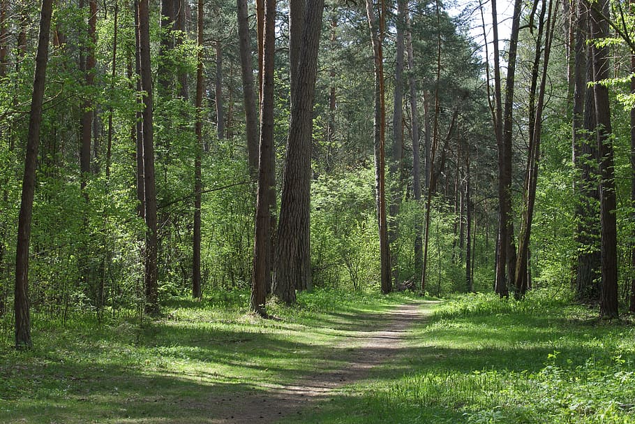 arbres, verd, bosc, paisatge, bosc, verd, paisatge forestal, bosc verd, bosc de primavera, primavera, naturalesa viva, bellesa, viatge, bosc rus, paisatge rus, Rússia, arbre, naturalesa, tronc de l'arbre, dia, planta, terra, tranquil·litat, bellesa a la natura, color verd, creixement, tronc, escena no urbana, escena tranquil·la, cap gent, direcció, exuberant fullatge, escenics - natura, el camí a seguir, a l'aire lliure, bambú - planta, ruta, 5K