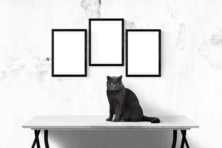 sort, kat, konsol, bord, tre, fotorammer, plakat, mockup, væg, skabelon, præsentation, skrivebord, portræt, indretning, lager, billede, indre, Foto, dekoration, sidder, dyr, et dyr, pattedyr, dyre temaer, indenlandske, husdyr, ingen mennesker, kæledyr, indendørs, indenlandske kat, billedramme, sæde, murbygningsfunktion, ramme, hvirveldyr, kopiere plads, blank, 5K